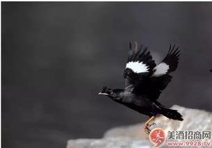 策划八哥爆料视频大全,视频大全背后的精彩故事  第2张